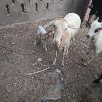 بره ماده با بچه