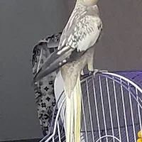 عروس هلندی یک سال نیم|پرنده|فومن, |دیوار