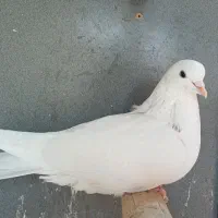 کفتر طلا|پرنده|مشکیندشت, |دیوار