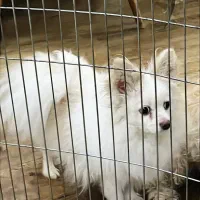 پامر روباهی
