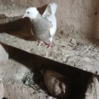 طوقی ماده|پرنده|امیدیه, |دیوار