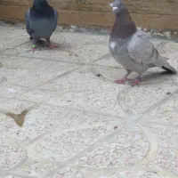 چندتای حیون پرشی وغریب گیروپلاکی