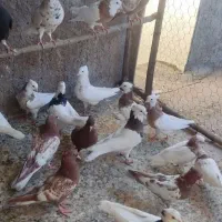 کبوتر|پرنده|اندیمشک, |دیوار