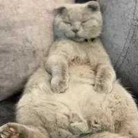 واگذاری گربه اسکاتیش فولد|گربه|مشهد, هنرور|دیوار