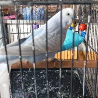 (مرغ عشق رنگ خاص نر و بازیگوش و زیبا زیر قیمت)