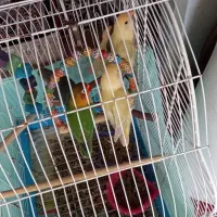 جوجه برزیلی|پرنده|رشت, گلباغ نماز|دیوار