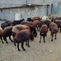 گوسفند سبک وسنگین بره ۶ماه میش1و2ساله فروشنده منصف|حیوانات مزرعه|مشهد, خین عرب|دیوار
