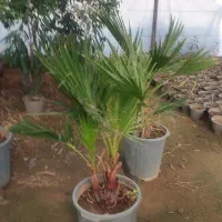 گلهای آپارتمان|گل و گیاه طبیعی|پاکدشت, پاکدشت (مامازند)|دیوار