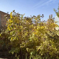 نهال گردو وبادام زرد آلو