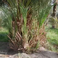 جونگ کن حرفهی از نحمت اباد ریگان