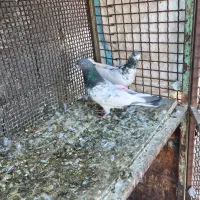 یه جفت پاکستانی|پرنده|سمنان, |دیوار