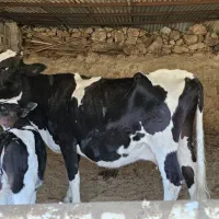 گاو گوساله|حیوانات مزرعه|ارژن, |دیوار