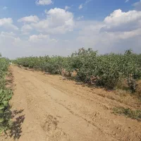 باغ پسته 14 هزارمترمربع|فروش دفتر صنعتی، کشاورزی، تجاری|چاهک, |دیوار