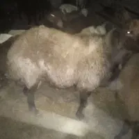 بره و کره چاق|حیوانات مزرعه|مهریز, |دیوار