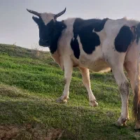 گاو گوساله|حیوانات مزرعه|مسجد سلیمان, |دیوار