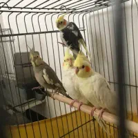 عروس هلندی مولد و جوجه