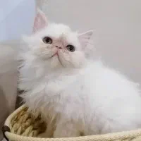 پرشین کت