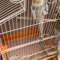 عروس هلندی با قفس و لوازم کامل،شهرکرد