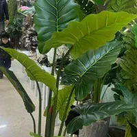 گلهای  خارجی درجه یک نقد واقساط