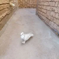 کفتر طوق سرور|پرنده|شیراز, گچی|دیوار