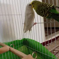 یک جفت مرغ عشق|پرنده|نیشابور, چمبران|دیوار