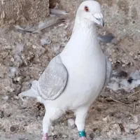 خط سفید دورنگ وپیازی|پرنده|وحدتیه, |دیوار