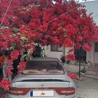 گالانت عینکی|خودرو سواری و وانت|پرند, فاز ۰|دیوار