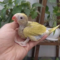 جوجه ملنگو اوپال خاص|پرنده|شیراز, مسلم|دیوار