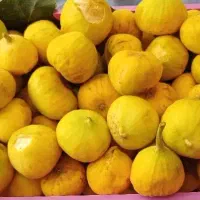 انجیر درجه یک