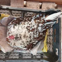 فروش مرغ کرچ گلین لری