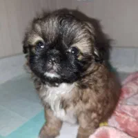 شیتزو|سگ|رشت, بازار|دیوار