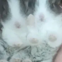 چهار عدد بچه خرگوش