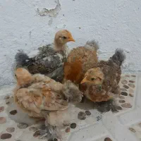 جوجه کوشین گلد متلد