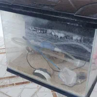 آکواریوم|ماهی|نقده, |دیوار