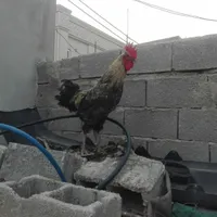 خروس بزرگ و مرغ