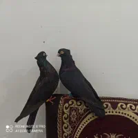 اشعل دم سفید و سیاه آبادانی و سینه ایی و طوقی۷رنگ|پرنده|خرمشهر, |دیوار