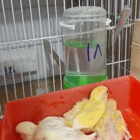 جوجه سرلاکی عروس و کوتوله برزیلی|پرنده|لامرد, |دیوار