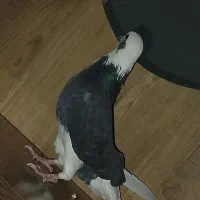 شازده کاشانی پرشی|پرنده|جیرفت, |دیوار