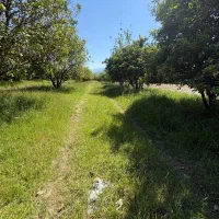 فروش-باغ-با-مرکبات-چندساله-دراتوبال-امل-و-محمداباد