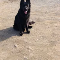 گمشده سگ ژرمن بلک برای یابنده مژدگانی میدم