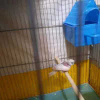 فنچ مولدجوان|پرنده|شاهرود, |دیوار