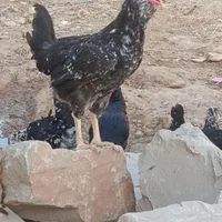 خروس گلین برافروش|حیوانات مزرعه|گتوند, |دیوار