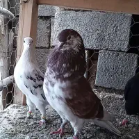 کبوتر  گرگی|پرنده|اشنویه, |دیوار