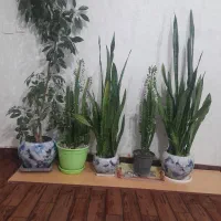 گلهای قشنگ طبیعی برای خونه وآپارتمانی