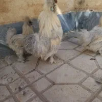 تخم نطفه دار ابریشمی|حیوانات مزرعه|هشتگرد, شهرک بعثت|دیوار