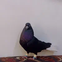 اشعل سیاه