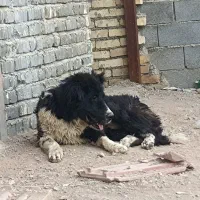 توله نر