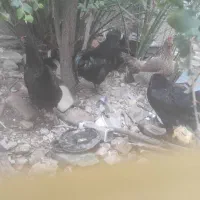 تعدادی مرغ و خروس محلی نژاد فر ایام سمانی آموروک