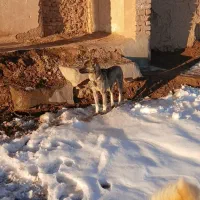 توله‌عراقی‌نر|سگ|قیدار, |دیوار