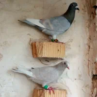 قره الماسی